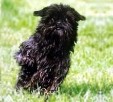 Affenpinscher3