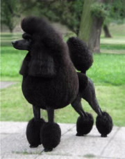 poodle
