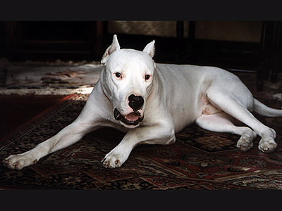 DogoArgentino